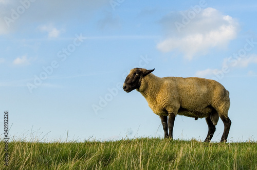sheep on dike