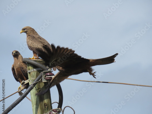 two hawks