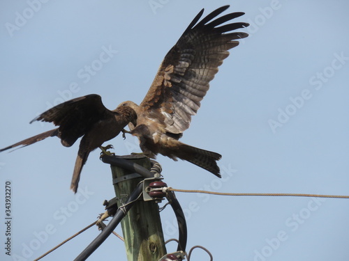 hawk landing