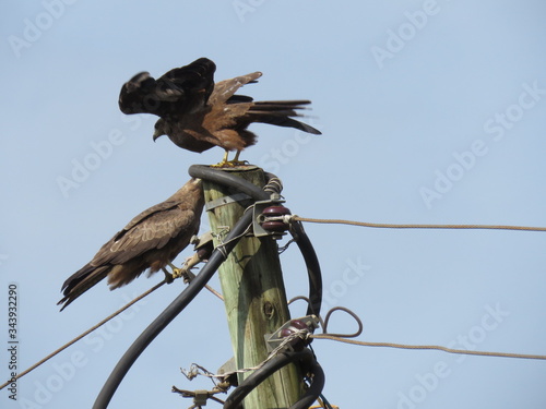 hawks fighting