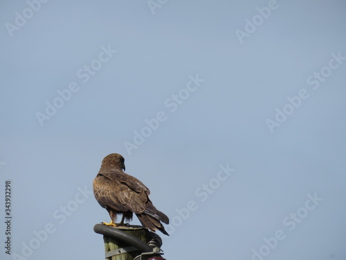 bird