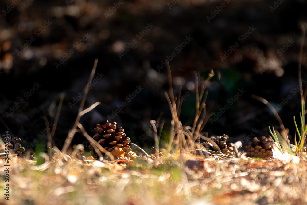 pinecone in sunshine pinecone in sunshine