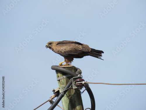 grey hawk