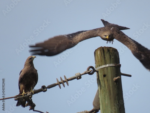 hawk in flight