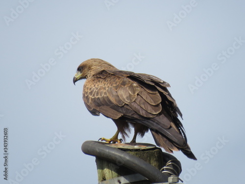 red tailed hawk