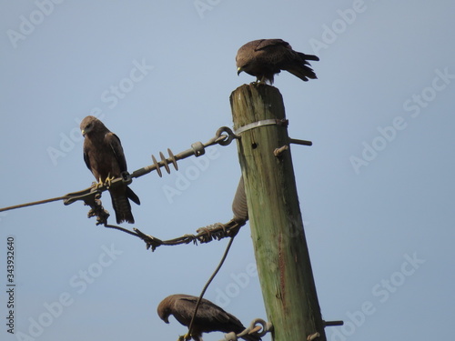 pair of hawks