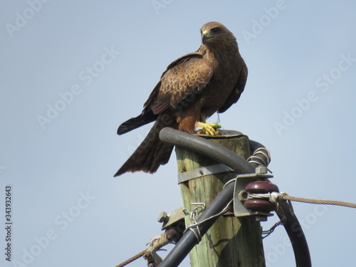 red tailed hawk perched on fence