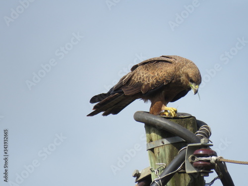 Hawk eating