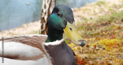 Male duck with a green head front of the river.