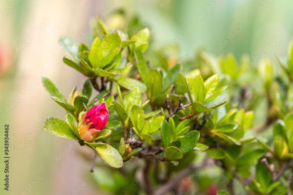Rhododendron