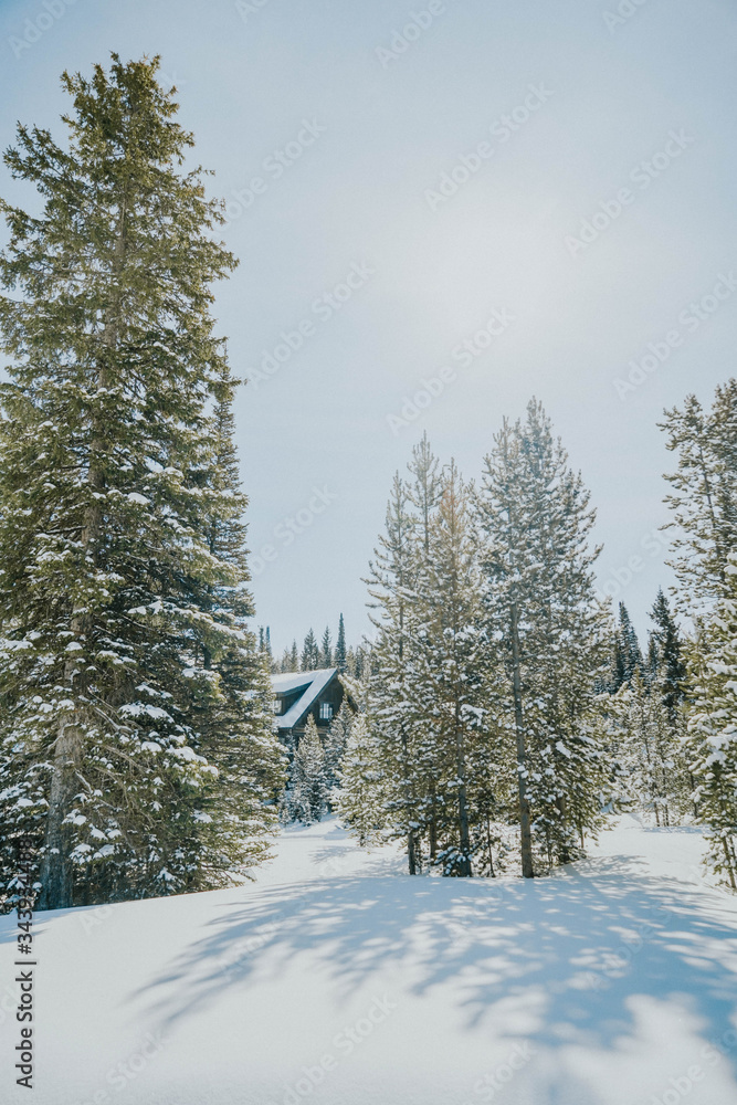 Fototapeta premium snow covered trees
