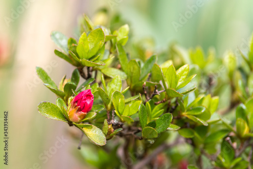 Obraz na płótnie Rhododendron w salonie
