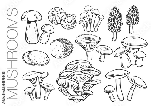 Edible mushrooms outline