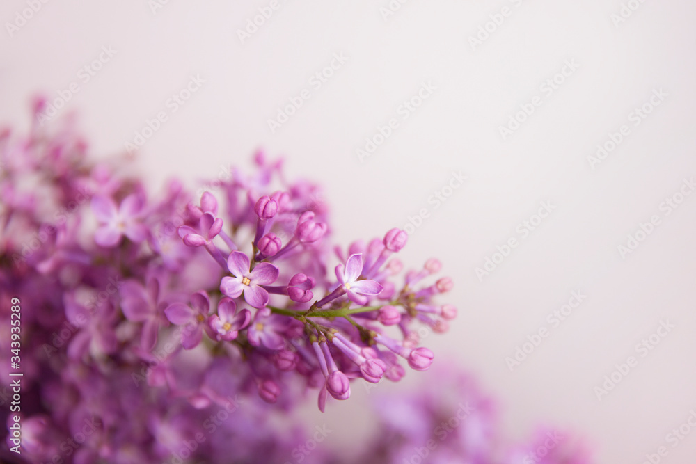Obraz premium Gałąź kwitnących kwiatów bzu (syringa). Liliowe tło. Liliowy zbliżenie.