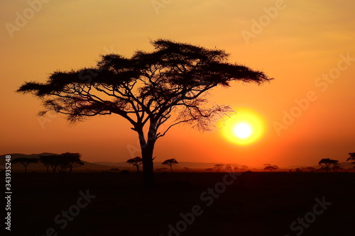 wundersch  ner Sonnenuntergan im Serengeti Nationalpark in Tanzania