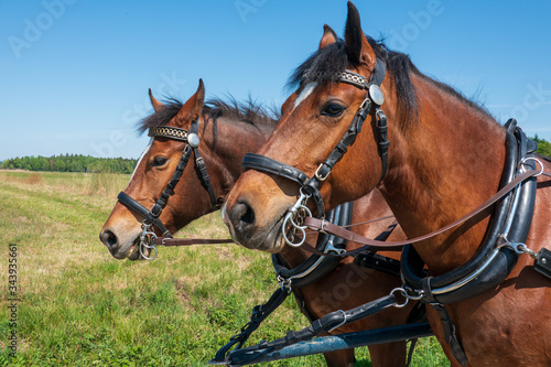 Freiberger Pferde eingespannt in Kutsche im Frühling © naturenow