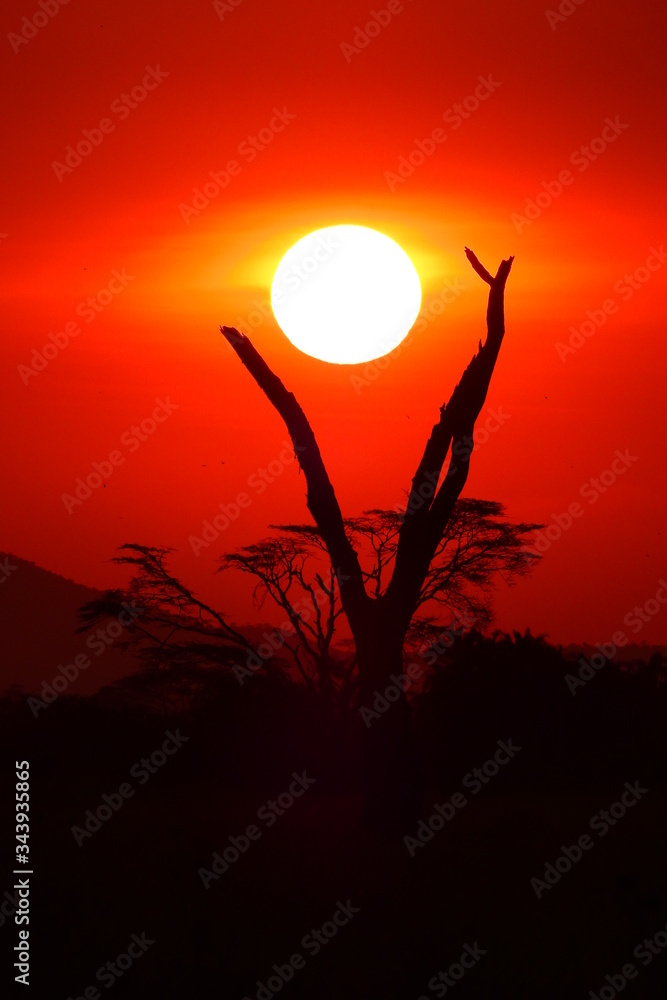 Fototapeta premium wunderschöner Sonnenuntergan im Serengeti Nationalpark in Tanzania