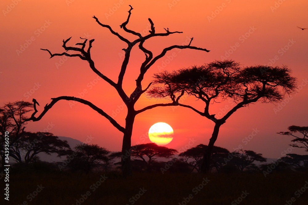 Fototapeta premium wunderschöner Sonnenuntergan im Serengeti Nationalpark in Tanzania
