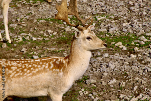 Fototapeta Naklejka Na Ścianę i Meble -  Jelonek