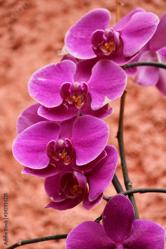 flores de orquidea mariposa rosa photo