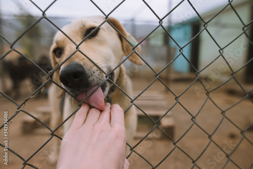 Dog licking human hand through fence in animal shelter