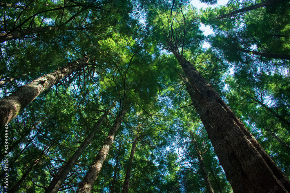 Fototapeta premium Tree Top Canopy
