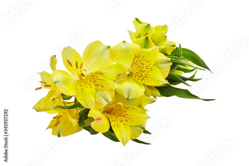 Alstroemeria yellow flowers isolated on white background. Floral background