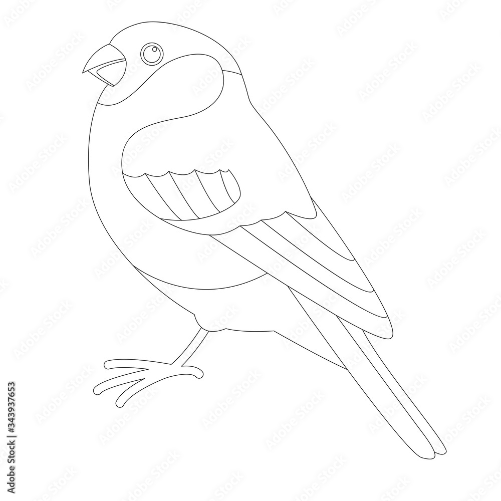 bullfinch bird, vector illustration, lining draw bullfinch bird, vector illustration, lining draw