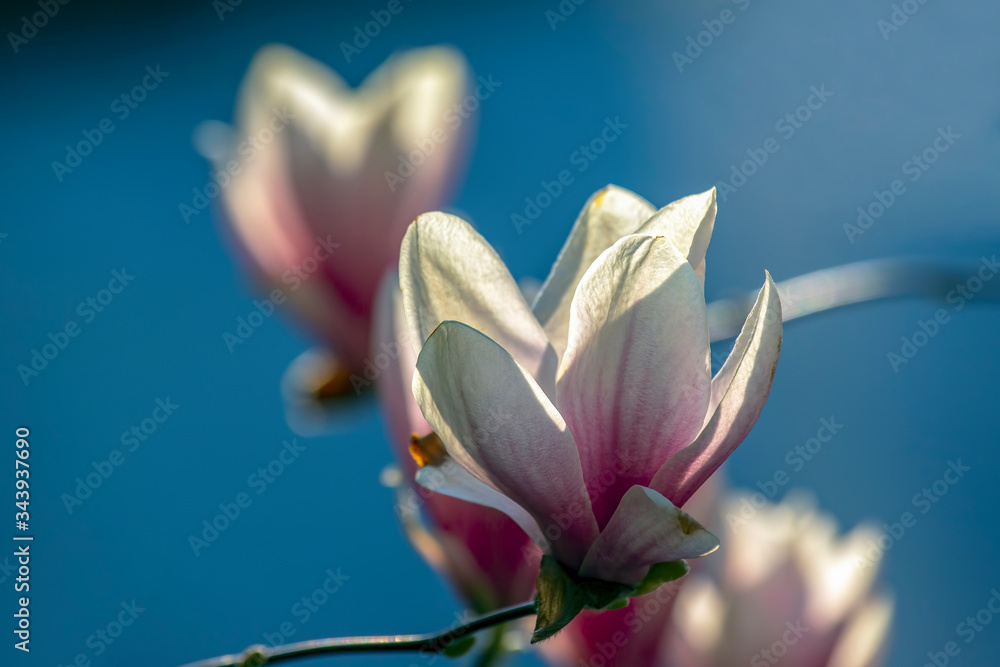 head of blooming magnolia. botany and flowers