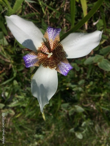 Flor branca e lilas silvestre