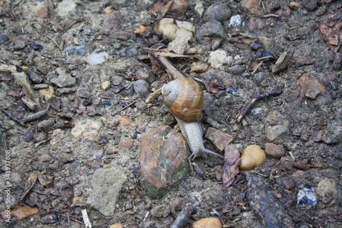 snail traveling across stones