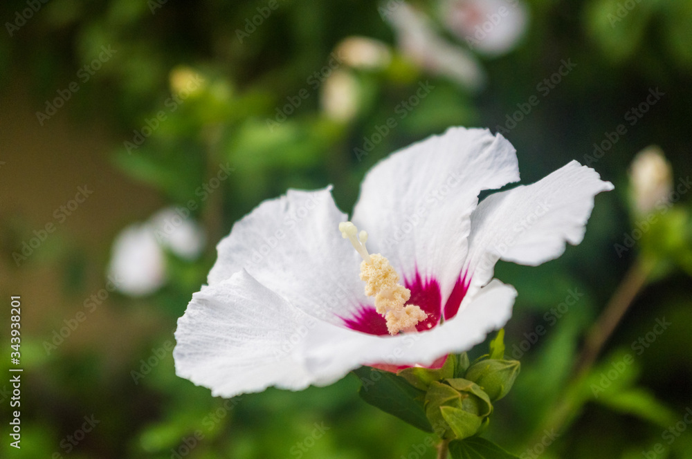 Obraz premium Bright Hibiscus flower blooming in the tropical garden, in soft focus on natural green bokeh background