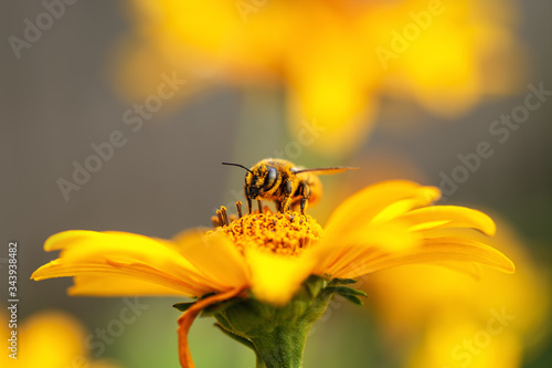 Bee and flower. Close up of a large striped bee collecting pollen on a yellow flower on a Sunny bright day. Macro horizontal photography. Summer and spring backgrounds