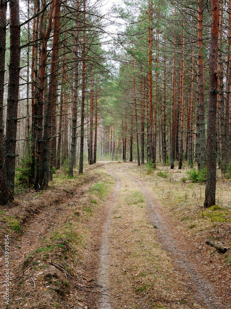 forest, sunlight, landscape, foliage, nature, tree, scenic, park, sun, wood, natural, outdoors, green, fog, light, outdoor, morning, nobody, environment, scenery, background, summer, season, wildernes forest, sunlight, landscape, foliage, nature, tree, scenic, park, sun, wood, natural, outdoors, green, fog, light, outdoor, morning, nobody, environment, scenery, background, summer, season, wildernes