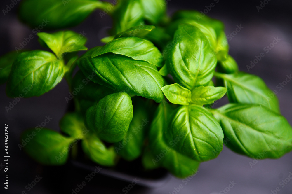 Fresh basil on a dark background. Green basil on a dark background. Food background. A lot of basil. Fresh basil on a dark background. Green basil on a dark background. Food background. A lot of basil.
