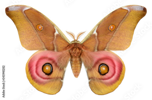 Huge Pink Madagascar Bulls Eye Moth (Antherina suraka, male) isolated on white background