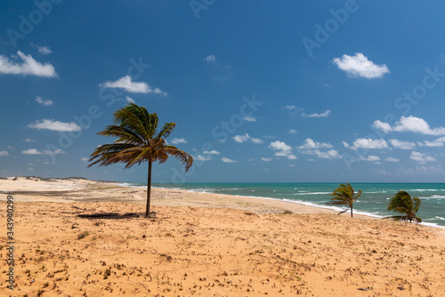 Fototapeta Naklejka Na Ścianę i Meble -  Coconut tree in the Malemba Dunes, Pipa beach, Tibau do sul, near Natal, Rio Grande do Norte, Brazil on September 25, 2016