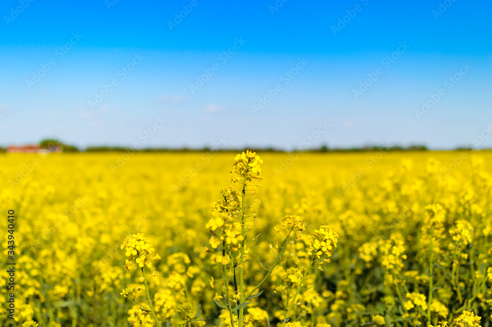 Amazing yellow rape field with beautiful blue background
