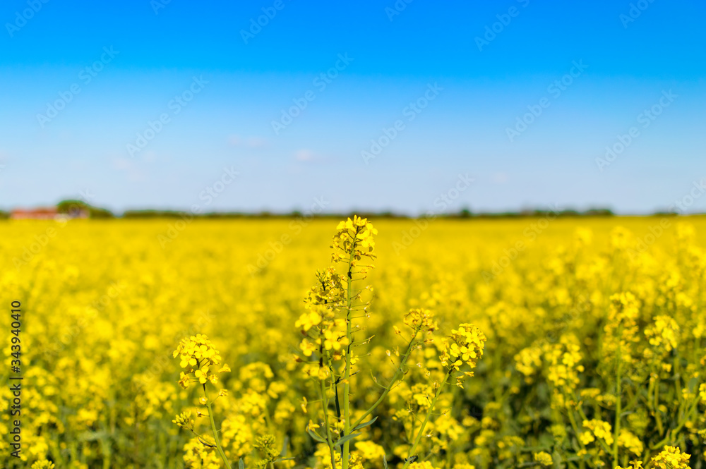 Amazing yellow rape field with beautiful blue background Amazing yellow rape field with beautiful blue background