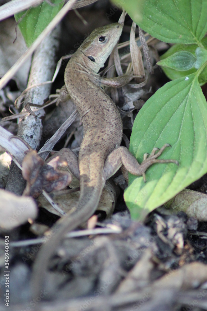 Fototapeta premium Eidechse klein nah