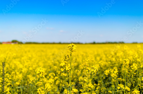 Amazing yellow rape field with beautiful blue background © TomPhotos