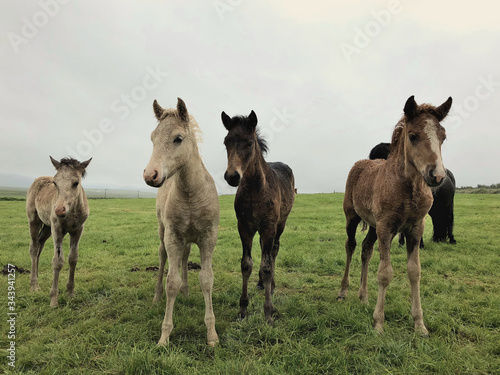 Wild horses near Gilsstofa and Áshús in Glaumbaer in iceland. Farm animals posing for picture during cloudy day.
