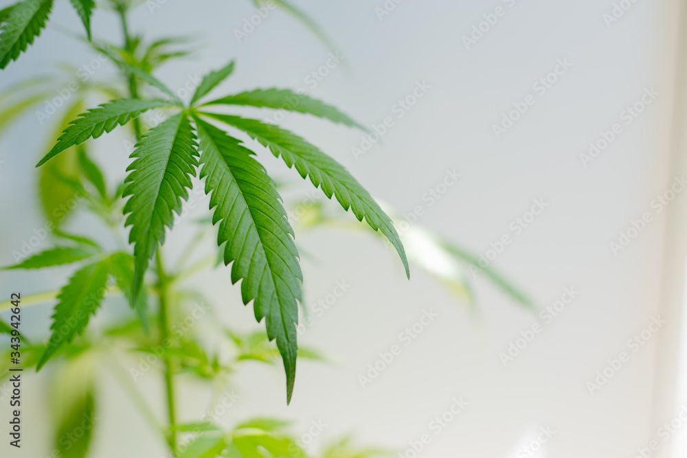 Cannabis leaf on the bushes in the sunlight, white background