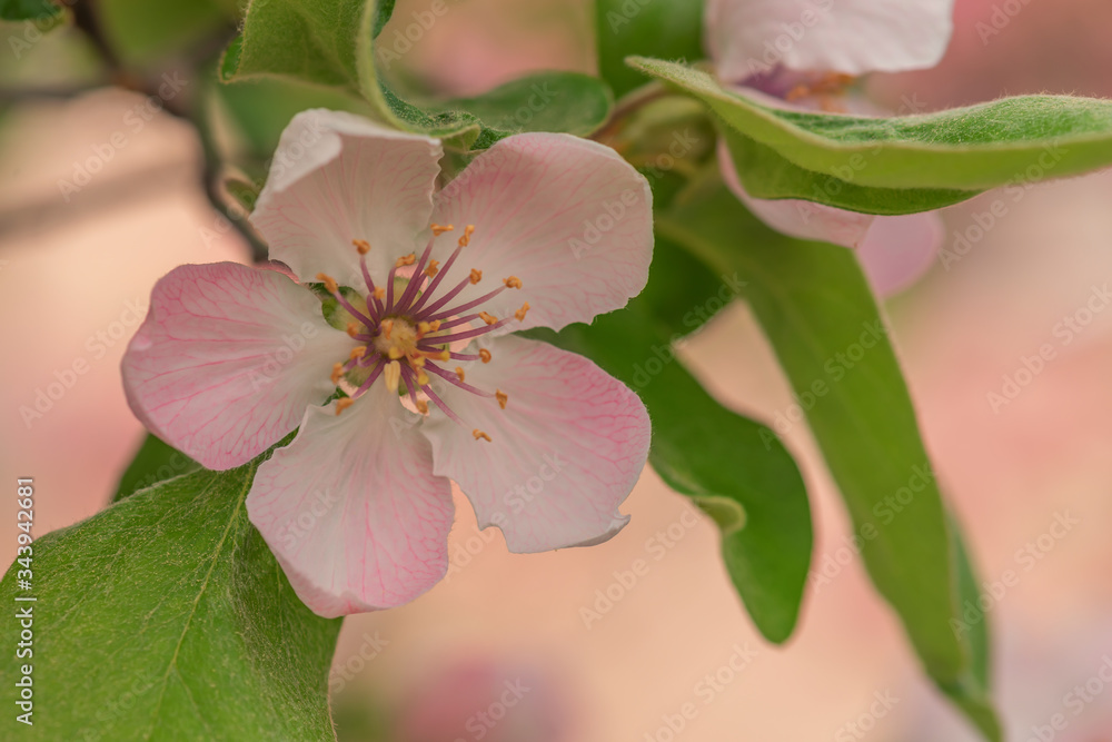 pink rose apple blossom pink rose apple blossom