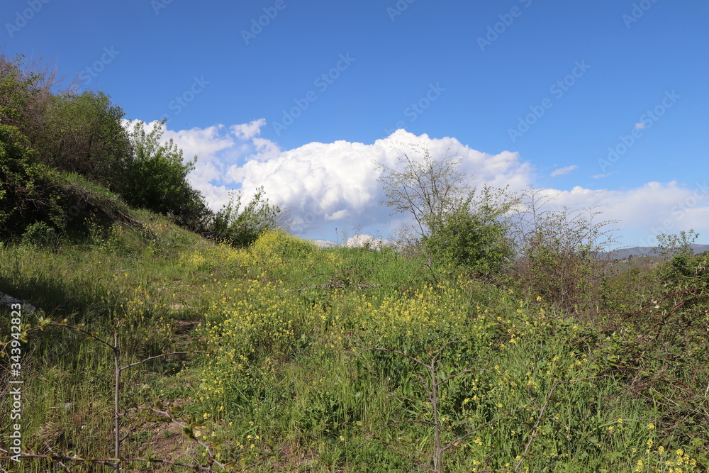 Many beautiful yellow flowers near the path. Bees gathered on them. And on the horizon, white clouds and blue sky.