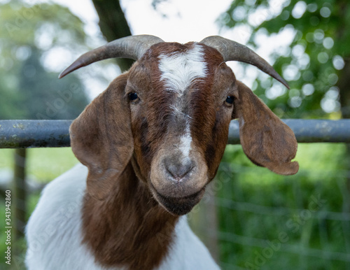 Fotografia Boer goat close up.