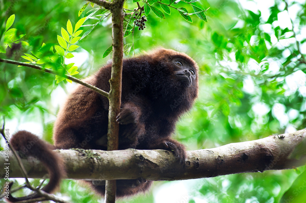 Obraz premium monkey on tree