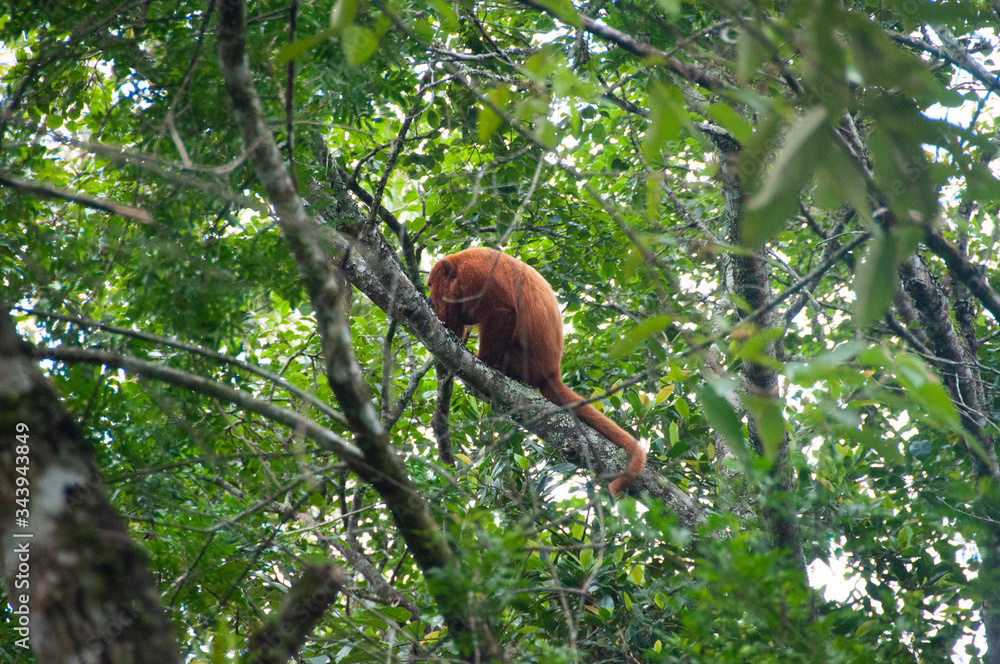 monkey on tree monkey on tree