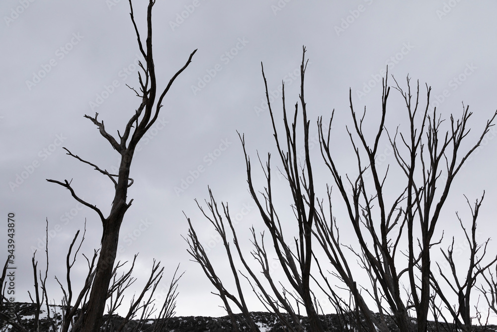 Bare winter trees, Falls Creek, Victoria, Australia Bare winter trees, Falls Creek, Victoria, Australia