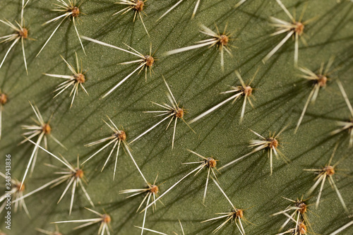 Extreme close up spiky green cactus leaf